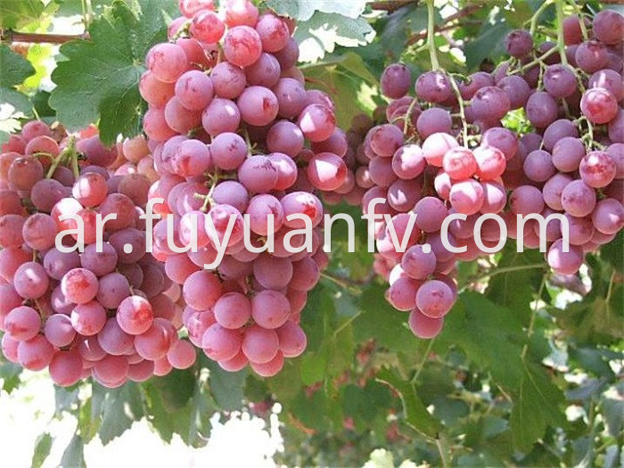 Fresh Red Grape